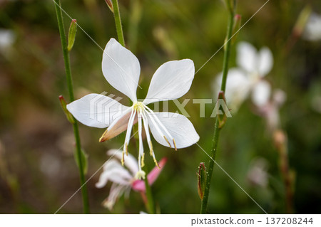 White Butterfly Grass/Gaura 137208244