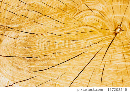 Detailed macro of a golden tree cross-section. Warm amber wood grain texture with radial cracks and a natural knot. Sunny timber background for eco-friendly design 137208246