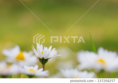 Macro photography of a single daisy flower in a green field with soft bokeh. This bright spring blossom stands out from the blurred background as a unique focal point Macro photography of a single daisy flower in a green field with soft bokeh. This bright spring blossom stands out from the blurred background as a unique focal point 137208257