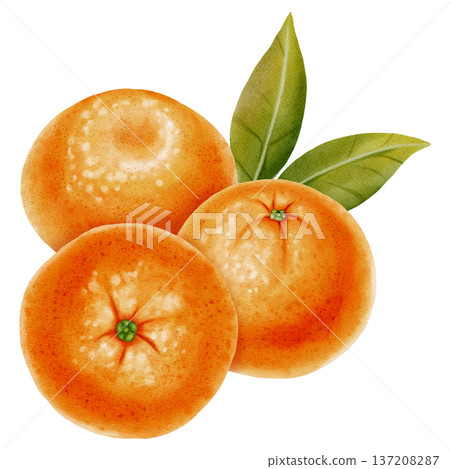 Composition of fresh mandarins. Hand drawn watercolor painting of a tangerine with green leaves. Citrus illustrations for New Year designs, packaging, menus, branding, and food product design 137208287