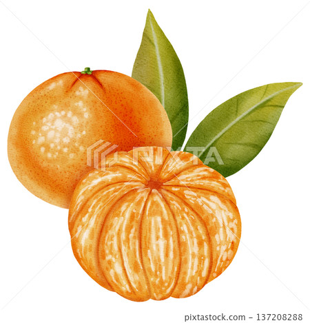 A composition of peeled and unpeeled mandarins. Watercolor illustration of a tangerine with green leaves. Citrus fruit. Ideal for New Year designs, packaging, menus, branding, and food product design A composition of peeled and unpeeled mandarins. Watercolor illustration of a tangerine with green leaves. Citrus fruit. Ideal for New Year designs, packaging, menus, branding, and food product design 137208288