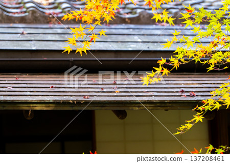 京都東山千流寺雷護院接待大廳及秋葉 京都東山千流寺雷護院接待大廳及秋葉 137208461