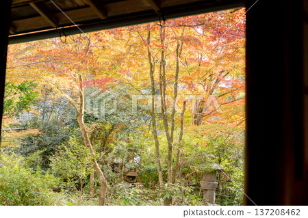 Kyoto, Higashiyama Sennyuji Temple, Raigoin Temple, Autumn leaves in the Kansuien Garden seen from the reception hall Kyoto, Higashiyama Sennyuji Temple, Raigoin Temple, Autumn leaves in the Kansuien Garden seen from the reception hall 137208462