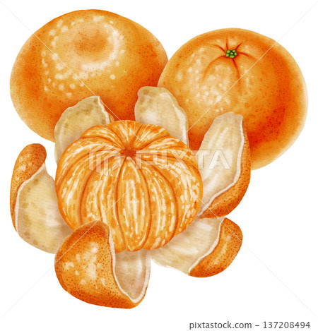 Composition of tangerines. Watercolor illustration of peeled and unpeeled mandarins with zest. Citrus fruit. Perfect for New Year designs, packaging, menus, branding, and food design Composition of tangerines. Watercolor illustration of peeled and unpeeled mandarins with zest. Citrus fruit. Perfect for New Year designs, packaging, menus, branding, and food design 137208494