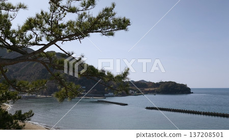 沿海松樹 沿海松樹 137208501