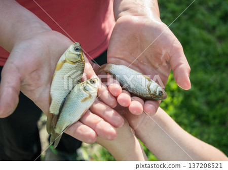 Child and adult holding small freshwater fish in hands outdoors 137208521
