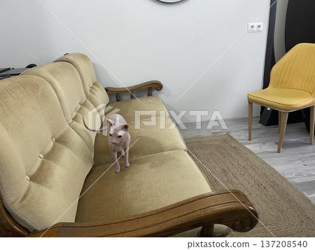 a cat standing on a couch in a living room a cat standing on a couch in a living room 137208540