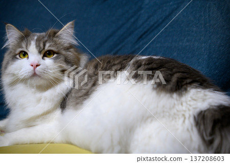 Relaxed Siberian Relaxed Siberian 137208603