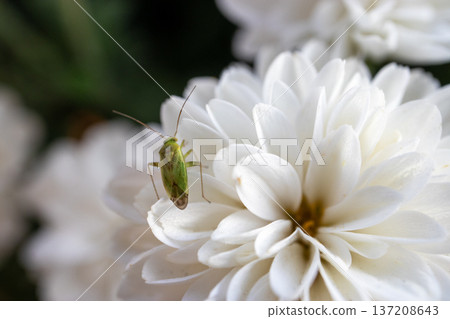 淡色條紋稻蝽和白色菊花 137208643