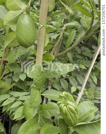 Green area relax outdoors garden with plants Green area relax outdoors garden with plants 137208701