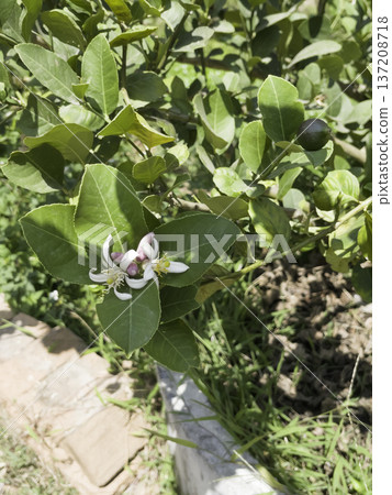 Green area relax outdoors garden with plants 137208718