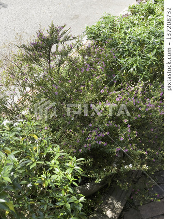 Green area relax outdoors garden with plants 137208732