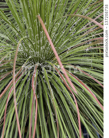 Green area relax outdoors garden with plants 137208738
