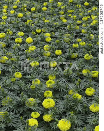 Green area relax outdoors garden with plants Green area relax outdoors garden with plants 137208746