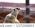 meerkat sitting 137208803
