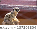 meerkat sitting 137208804