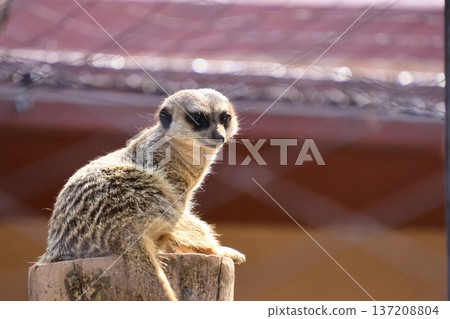 meerkat sitting 137208804