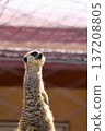 A meerkat stands guard 137208805