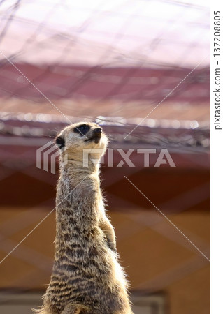 A meerkat stands guard A meerkat stands guard 137208805
