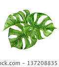 Watercolor illustration of three tropical monstera leaves arranged in layered botanical composition. Hand painted green foliage with detailed veins for summer branding and nature inspired projects Watercolor illustration of three tropical monstera leaves arranged in layered botanical composition. Hand painted green foliage with detailed veins for summer branding and nature inspired projects 137208835