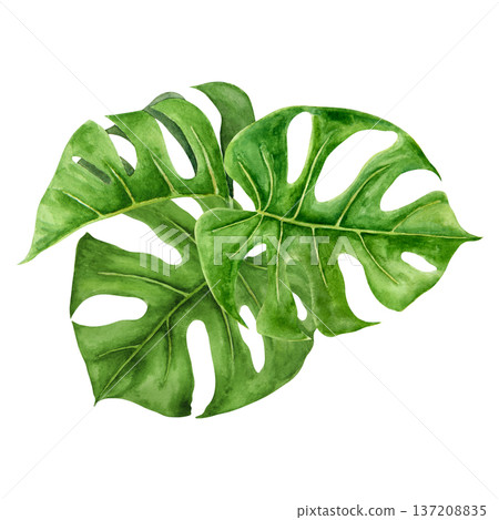 Watercolor illustration of three tropical monstera leaves arranged in layered botanical composition. Hand painted green foliage with detailed veins for summer branding and nature inspired projects Watercolor illustration of three tropical monstera leaves arranged in layered botanical composition. Hand painted green foliage with detailed veins for summer branding and nature inspired projects 137208835