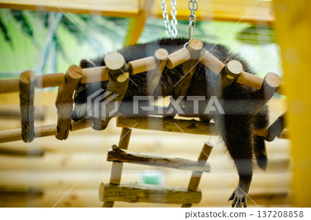 Black coati resting on suspended wooden bridge inside zoo enclosure with chains background. Black coati resting on suspended wooden bridge inside zoo enclosure with chains background. 137208858