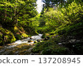 A beautiful landscape of a clear mountain stream and moss-covered rocks, with sunlight filtering through the fresh greenery. 137208945
