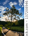 A striking summer scene with a single tree against the blue sky and its long shadow stretching across the road 137208946