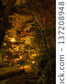 Golden autumn leaves illuminated at night at Shoun Sanso and the stone-paved walking path 137208948