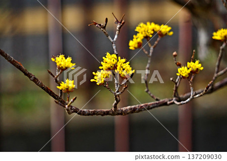 黃玉髓花蕾（冬季，二月） 137209030