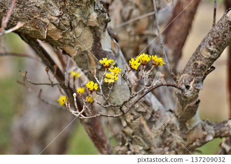 黃玉髓花蕾（冬季，二月） 137209032