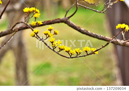 黃玉髓花蕾（冬季，二月） 137209034