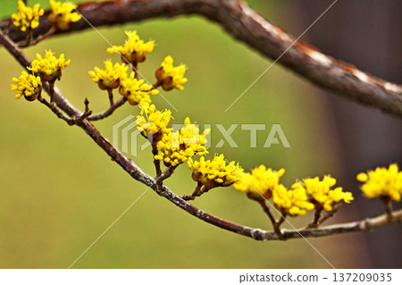 黃玉髓花蕾（冬季，二月） 137209035