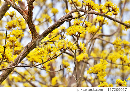 黃玉髓花蕾（冬季，二月） 137209037