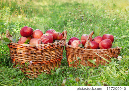 Red apple placed in miniature shopping cart on wooden crate filled with fresh apples in orchard. Red apple placed in miniature shopping cart on wooden crate filled with fresh apples in orchard. 137209040