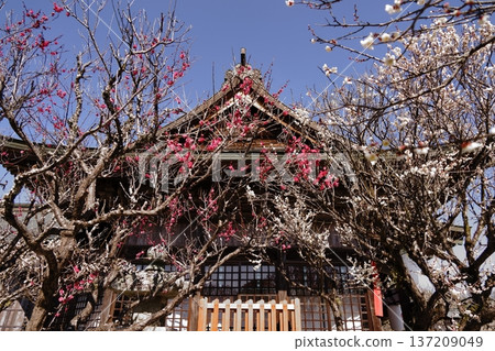 White and red plum blossoms and the worship hall White and red plum blossoms and the worship hall 137209049