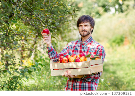 Man holding wooden box filled with red apples standing in green orchard during autumn harvest season Man holding wooden box filled with red apples standing in green orchard during autumn harvest season 137209181