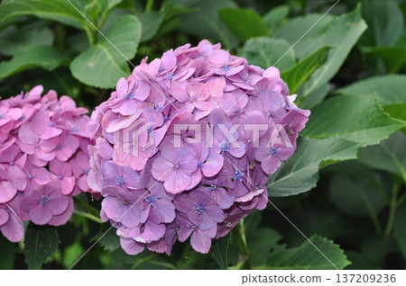 雨後鮮豔的粉紅色繡球花特寫和綠葉 137209236