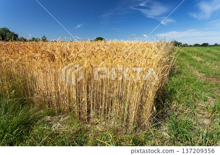 The edge of a grain field 137209356