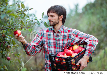 Farmer harvesting ripe red apples orchard holding fruit crate full of fresh organic produce autumn 137209363