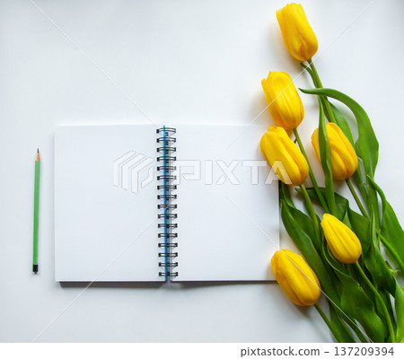 Blank notebook with pencil and fresh yellow tulips on light background flat lay composition 137209394