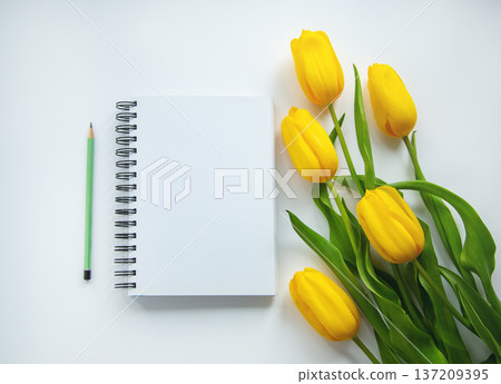 Blank notebook with pencil and fresh yellow tulips on light background flat lay composition Blank notebook with pencil and fresh yellow tulips on light background flat lay composition 137209395
