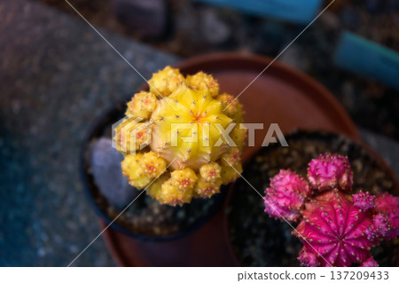 Top view of yellow and pink moon cactus in a pot. Colorful succulent plant for home garden decor and botanical illustration. Greenery concept. Gymnocalycium mihanovichii 137209433