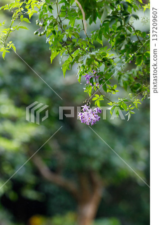 淡紫色的花朵在翠綠的植物和柔和的散景背景下盛開 137209607