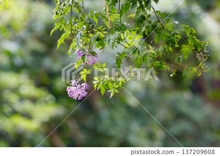 淡紫色的花朵在翠綠的植物和柔和的散景背景下盛開 137209608