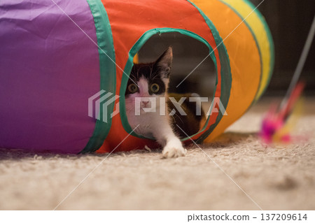 Curious little cat pet lying in bright tunnel tube and playing feather wand. Happy kitten portrait Curious little cat pet lying in bright tunnel tube and playing feather wand. Happy kitten portrait 137209614