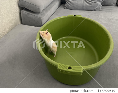 a hamster in a green bowl on the sofa a hamster in a green bowl on the sofa 137209649
