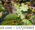 Goikyo cherry blossoms in full bloom 137209860