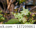 Goiyozakura in full bloom - 3:2 version 137209861