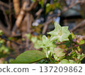 Goikyo cherry blossoms in full bloom 137209862